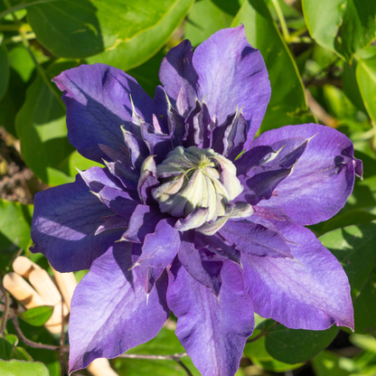 Clematis 'Multi Blue' – Blau gefüllt – P9 Topf – Ansicht 4