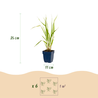 Pfeifengras 'Heidebraut' – Molinia caerulea – Topf Ø11cm – Ansicht 3
