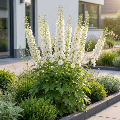 Rittersporn 'Delphinium Galahad' – Weiß – Topf Ø11cm – Ansicht 6