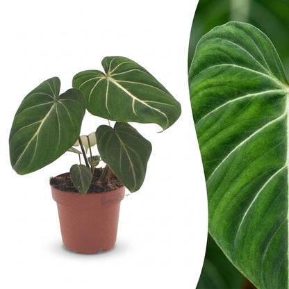 Philodendron 'Gloriosum' – Topf Ø12cm