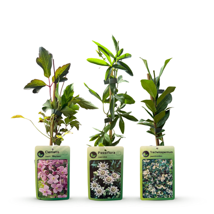 Kletterpflanzen-Trio 'Tricolour' – Clematis, Passionsblume & Sternjasmin – Topf Ø9cm – Ansicht 3