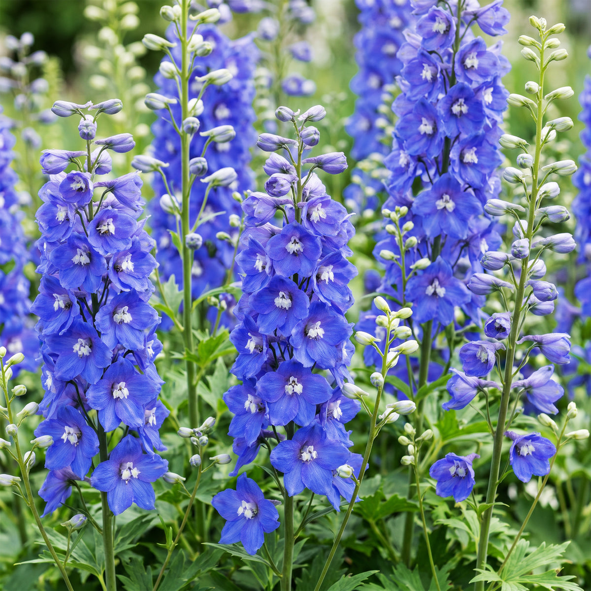 Rittersporn 'Blue Bird' – Delphinium – Blau – Topf Ø11cm – Ansicht 5