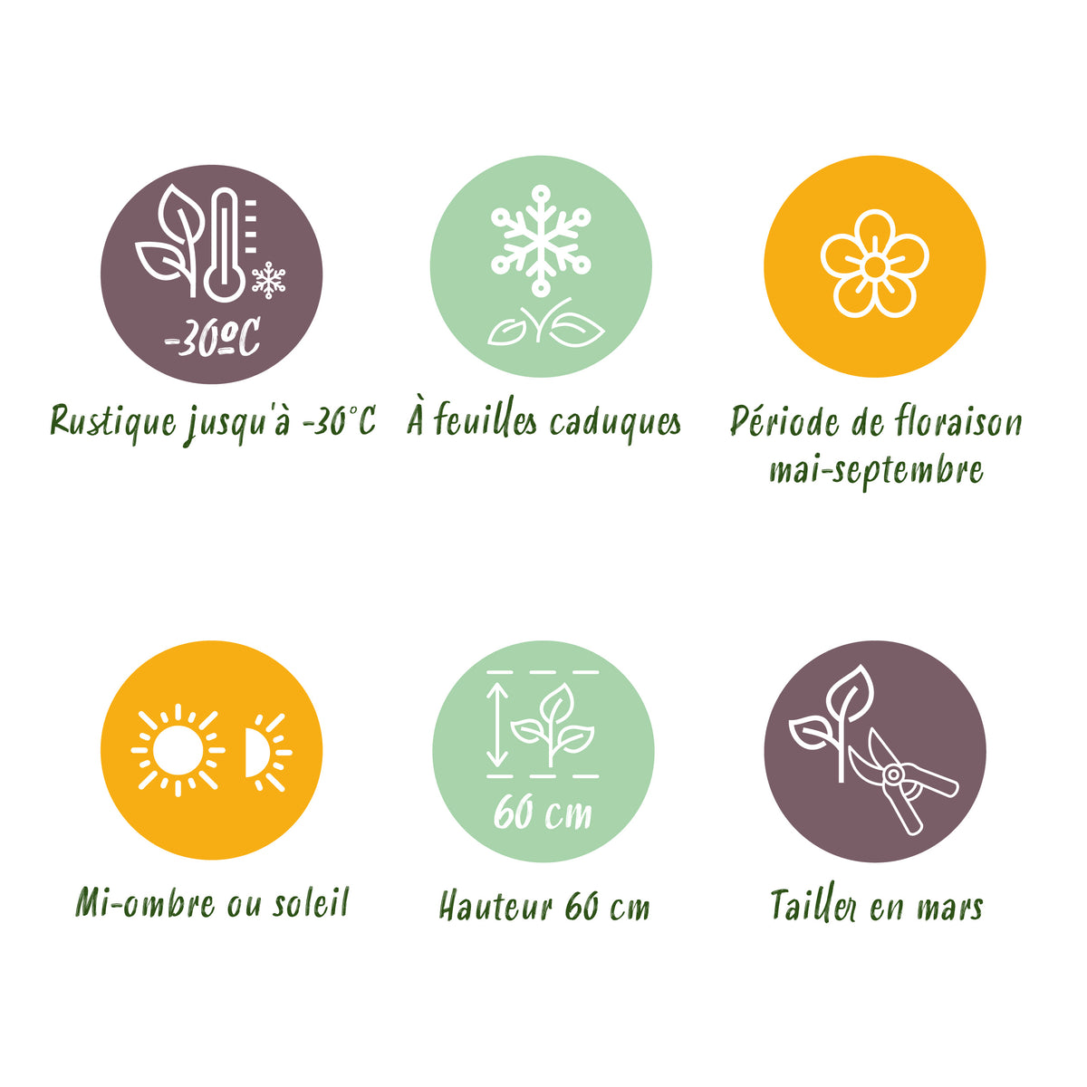 Katzenminze 'Tricolour' – Violett-Rosa-Weiß – Topf Ø11cm – Ansicht 8