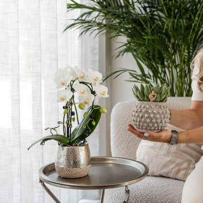 Phalaenopsis-Orchidee 'Niagara Fall White' – Weiß – Topf Ø9cm – Ansicht 7