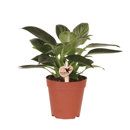 Philodendron 'White Measure' – Ø9cm
