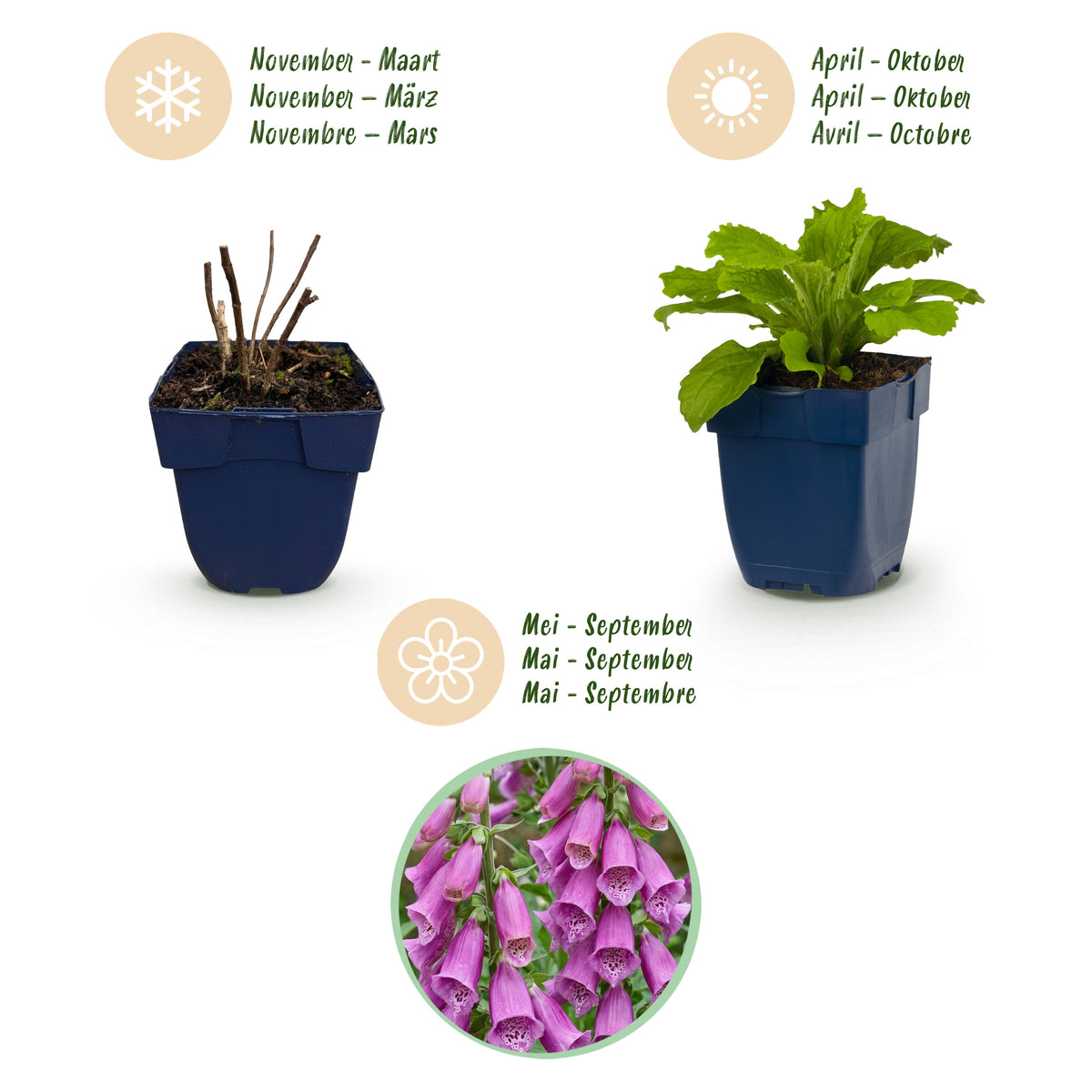 Fingerhut 'Dalmatian Purple' – Digitalis purpurea – Lila – Topf Ø11cm – Ansicht 4