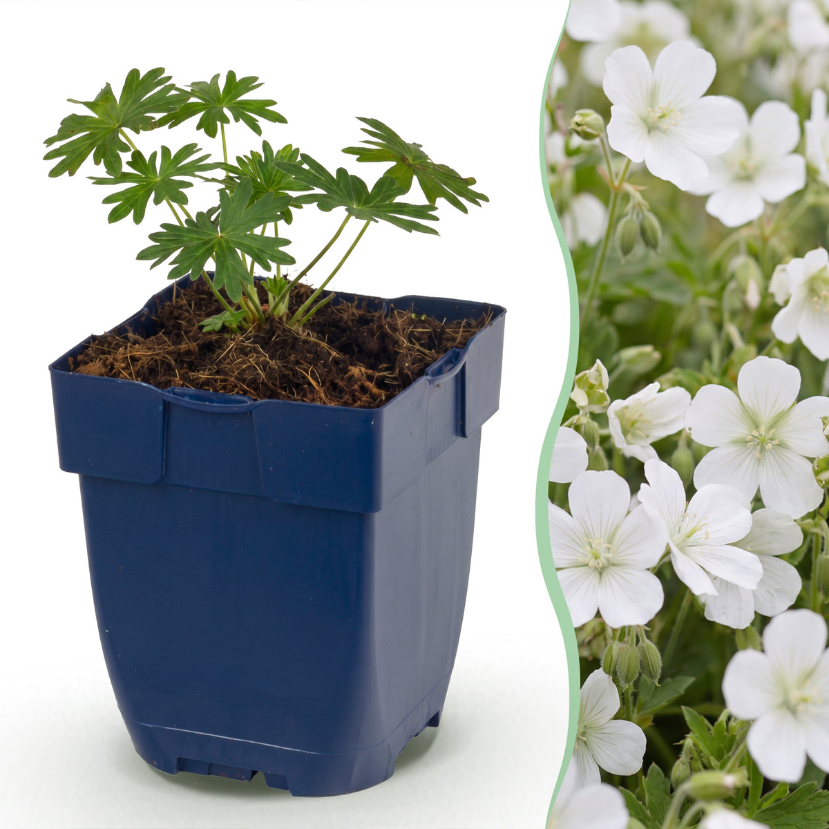 Storchschnabel 'Geranium sanguineum Album' – Weiß – Ø11cm – Ansicht 2