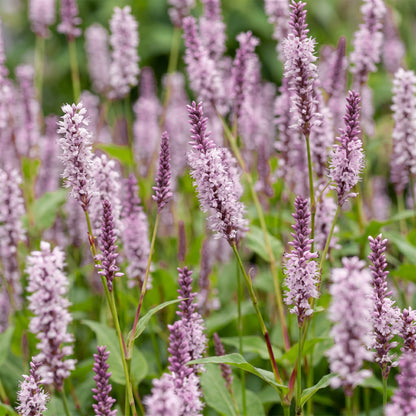 Knöterich 'Persicaria amplexicaulis Rosea' – Rosa – Topf Ø11cm – Ansicht 5