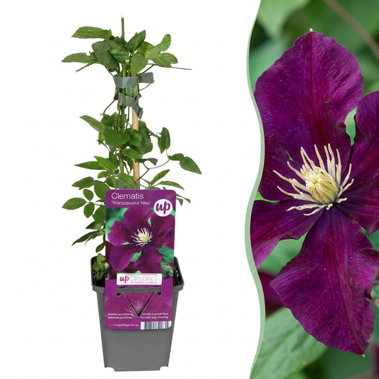 Clematis 'Warszawska Nike' – Rot, Ø9cm, ↕35cm