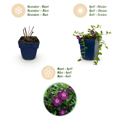 Immergrün 'Atropurpurea' – Vinca minor – Lila – Topf Ø11cm – Ansicht 4