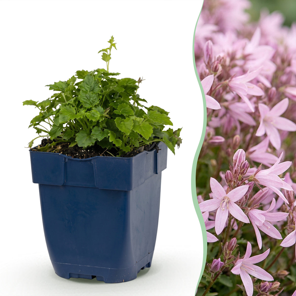 Hängepolster-Glockenblume 'Lisduggan' – Lila-Rosa – Topf Ø11cm – Ansicht 2