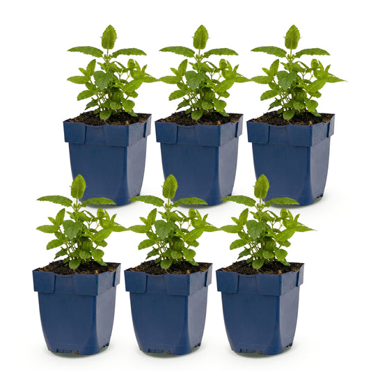 Katzenminze 'Tricolour' – Violett-Rosa-Weiß – Topf Ø11cm – Ansicht 2