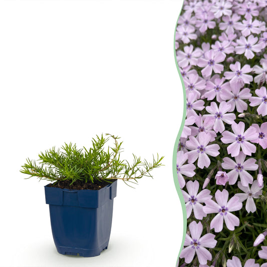 Polster-Phlox 'Benita' – Hellviolett – Topf Ø11cm