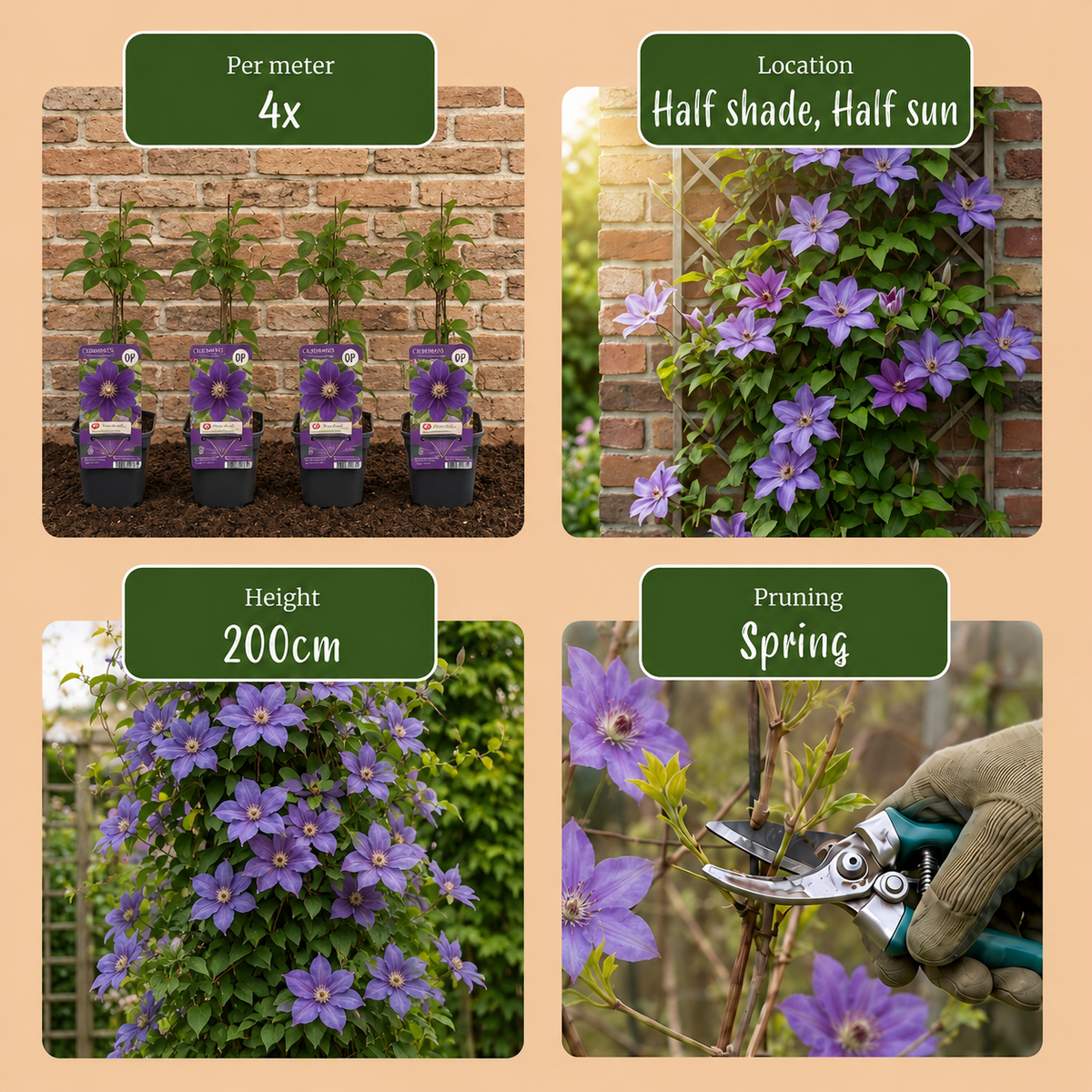Waldrebe 'Justa' – Hellblau – Topf Ø9cm – Ansicht 5