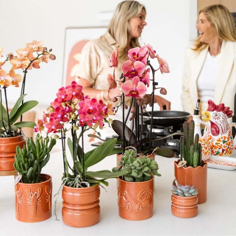 Sukkulente Echeveria Summer – Ø6cm – Ansicht 11