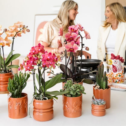 Sukkulente Echeveria Summer – Ø6cm – Ansicht 11