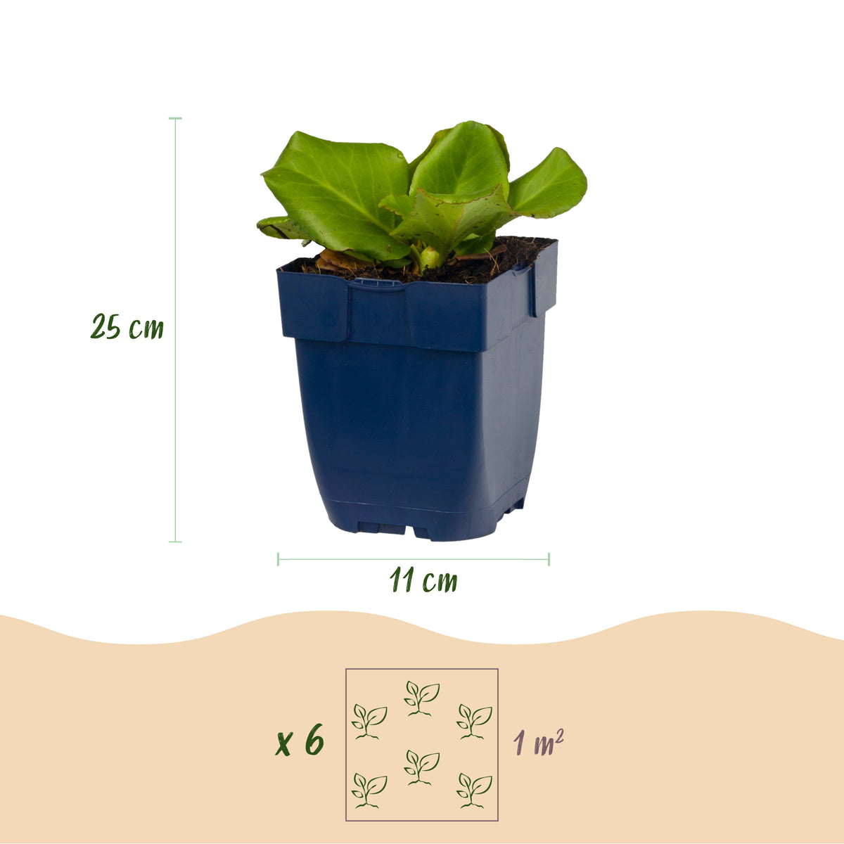 Bergenie 'Bergenia cordifolia' – Rosa – Topf Ø11cm – Ansicht 3