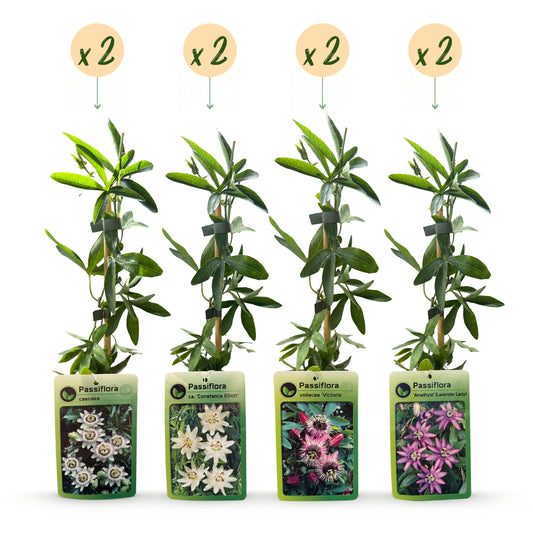 Passionsblume 'Rainbow' – Weiß, Lila, Rosa – Topf Ø9cm – Ansicht 2