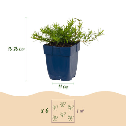 Polster-Phlox 'Benita' – Hellviolett – Topf Ø11cm – Ansicht 3