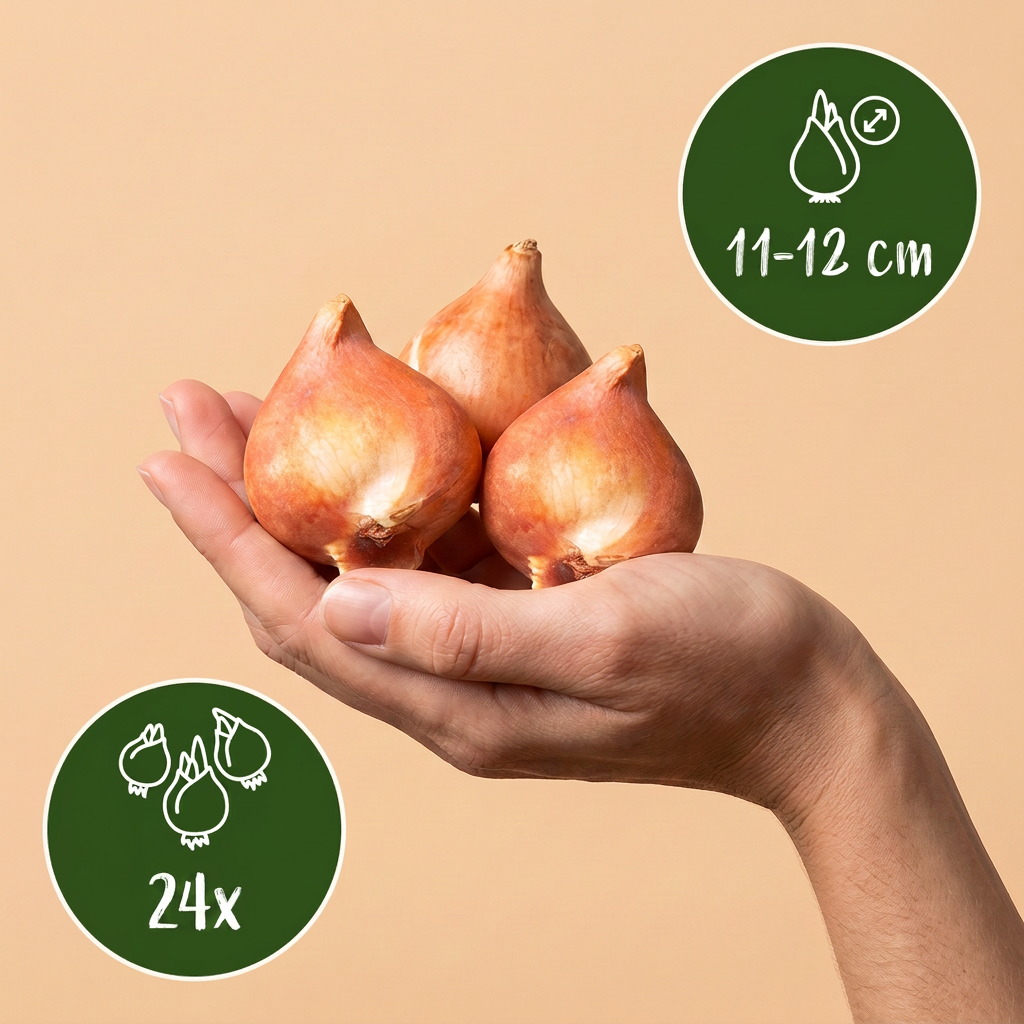 Gefüllte Tulpe 'Double Lilac' – Lila – Ansicht 3