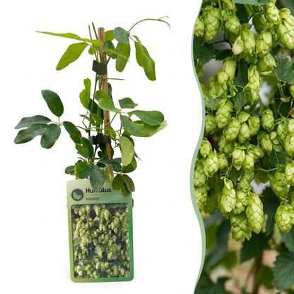 Hopfen 'Nordbrau' – Grün, Ø9cm, ↕35cm
