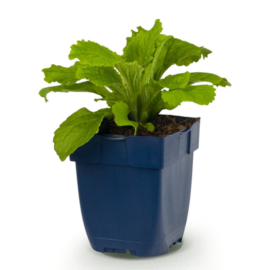 Fingerhut 'Gloxiniiflora' – Weiß-Rosa – Topf Ø11cm – Ansicht 2