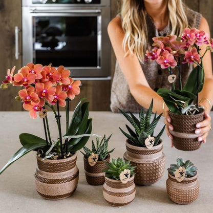 Sukkulente 'Haworthia Royal Highness' – Grün – Topf Ø9cm – Ansicht 4