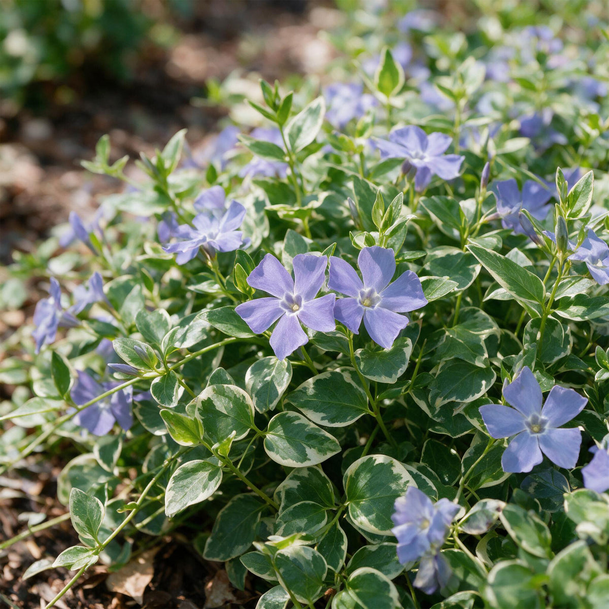 Immergrün 'Vinca major Variegata' – Blau – Topf Ø11cm – Ansicht 5