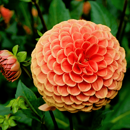 Dahlien-Mix 'Orange Pride' – Playa Blanca & Ralphie, 12 Knollen – Ansicht 5