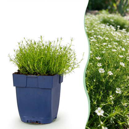 Sagina subulata – Weiß – Topf Ø11cm