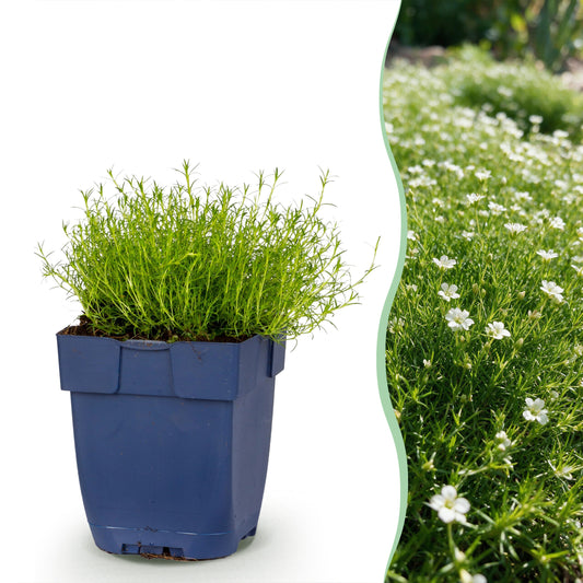 Sagina subulata – Weiß – Topf Ø11cm