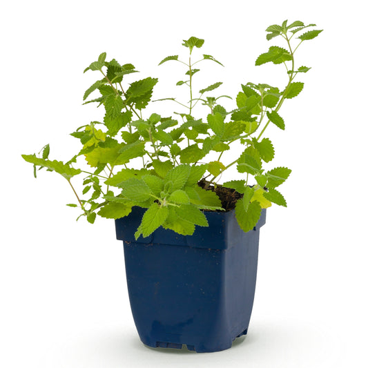 Katzenminze 'Nepeta faassenii' – Lila – Topf Ø11cm – Ansicht 2