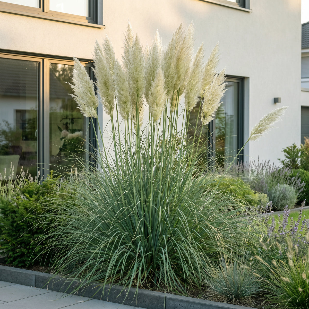 Zwerg-Pampasgras 'Cortaderia Pumila' – Grau – Topf Ø11cm – Ansicht 6