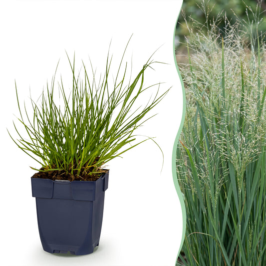 Rutenhirse 'Northwind' – Panicum virgatum – Topf Ø11cm
