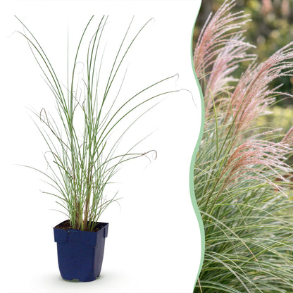 Chinaschilf 'Morning Light' – Miscanthus sinensis – Topf Ø11cm