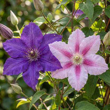 Waldrebe 'Purple & Pink' – Lila-Rosa-Weiß – Topf Ø9cm – Ansicht 3