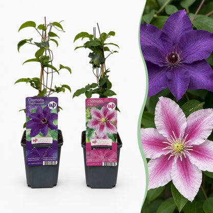 Waldrebe 'Purple & Pink' – Lila-Rosa-Weiß – Topf Ø9cm