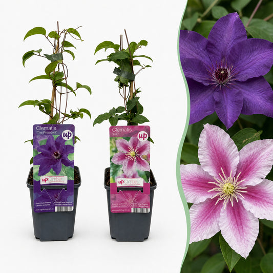 Waldrebe 'Purple & Pink' – Lila-Rosa-Weiß – Topf Ø9cm