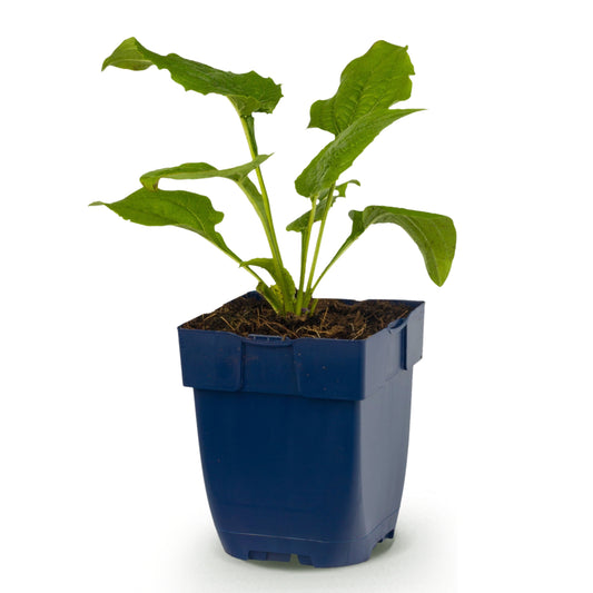 Sonnenhut 'Alba' – Echinacea purpurea – Weiß – Topf Ø11cm – Ansicht 2