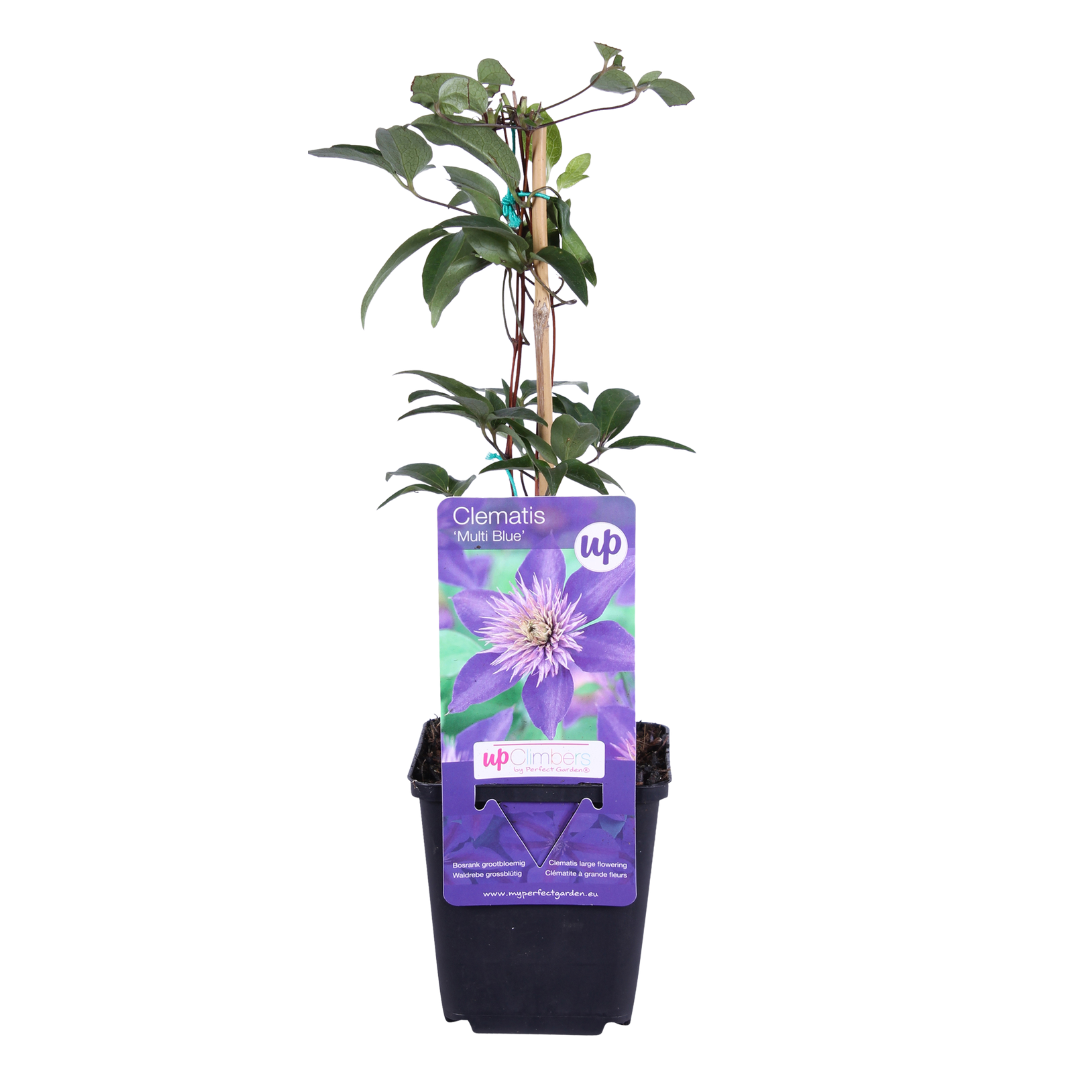 Clematis 'Multi Blue' – Blau gefüllt – P9 Topf – Ansicht 2