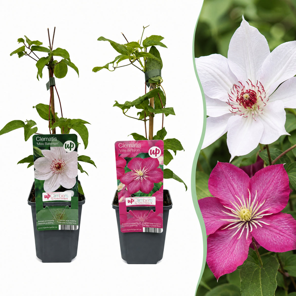 Waldrebe 'Pink & White' – Weiß-Rosa – Topf Ø9cm