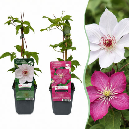 Waldrebe 'Pink & White' – Weiß-Rosa – Topf Ø9cm