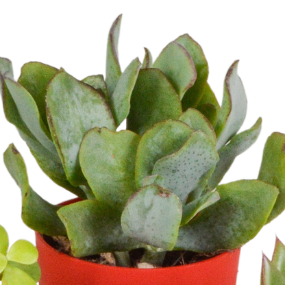 Sukkulenten-Mix 5 Pflanzen – Kunststofftopf Ø5,5cm – Ansicht 5