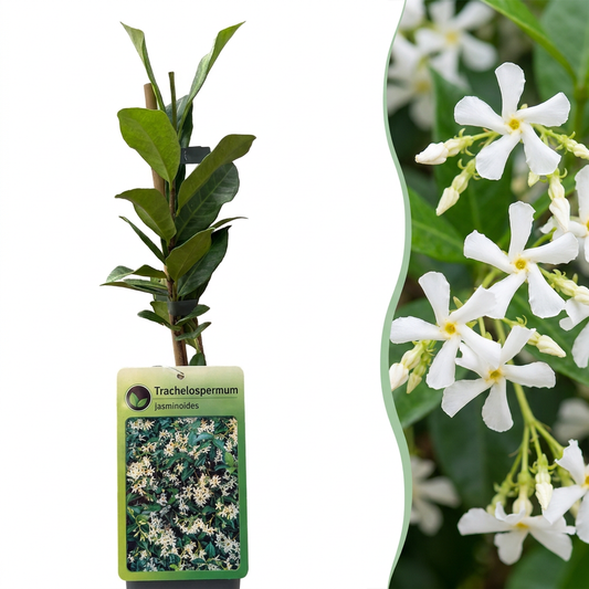 Sternjasmin – Trachelospermum jasminoides – Weiß – Ø9cm