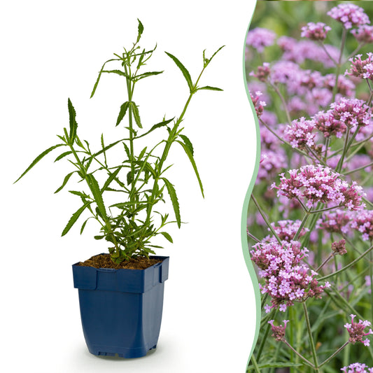 Eisenkraut 'Verbena bonariensis Lollipop' – Lila – Topf Ø11cm