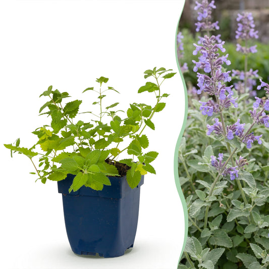 Katzenminze 'Nepeta faassenii' – Lila – Topf Ø11cm