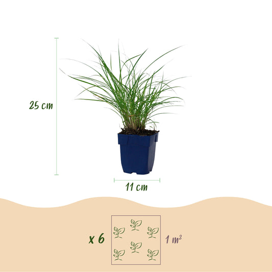 Chinaschilf 'Red Chief' – Miscanthus sinensis – Topf Ø11cm – Ansicht 2