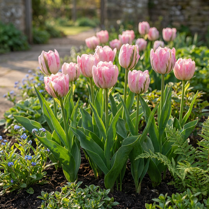 Tulpe 'Double Pink' (gefüllt) – Rosa – Ansicht 2