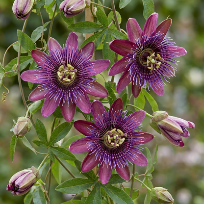 Passionsblume 'Victoria' – Rot-Rosa – Topf Ø9cm – Ansicht 3