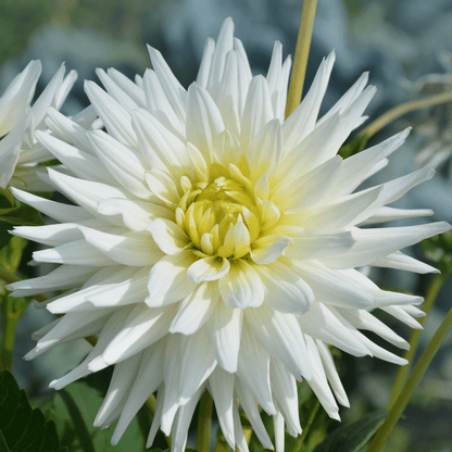 Dahlien-Mix 'Romantic Beauties' – Playa Blanca & Heatwave, 12 Knollen – Ansicht 5